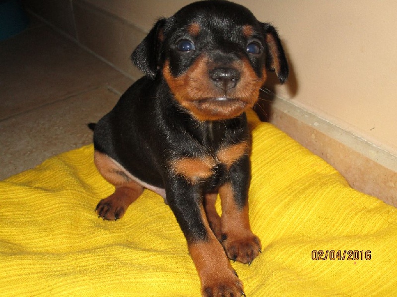 de la digue du Pont Romain - Chiots disponibles - Pinscher nain