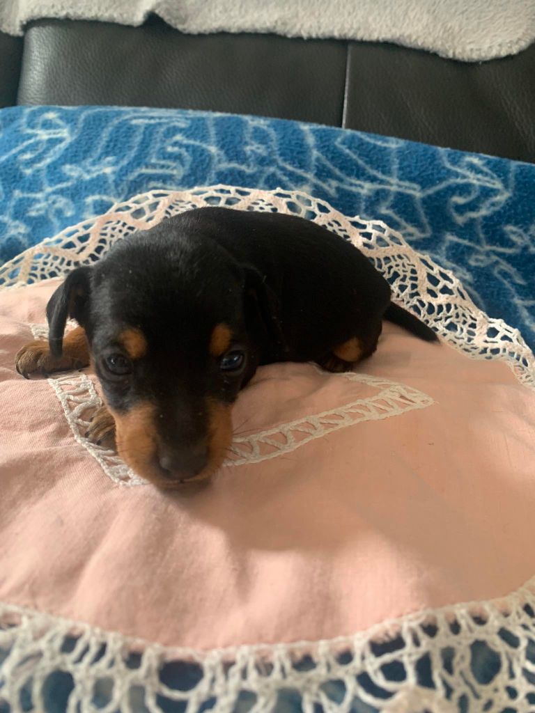 de la digue du Pont Romain - Chiots disponibles - Pinscher nain