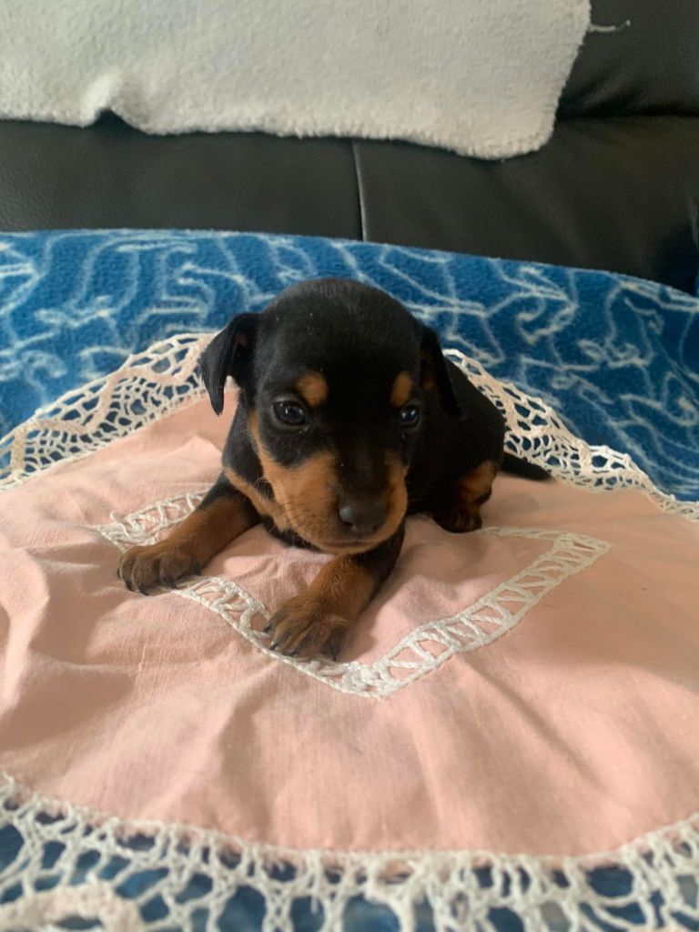 de la digue du Pont Romain - Chiots disponibles - Pinscher nain