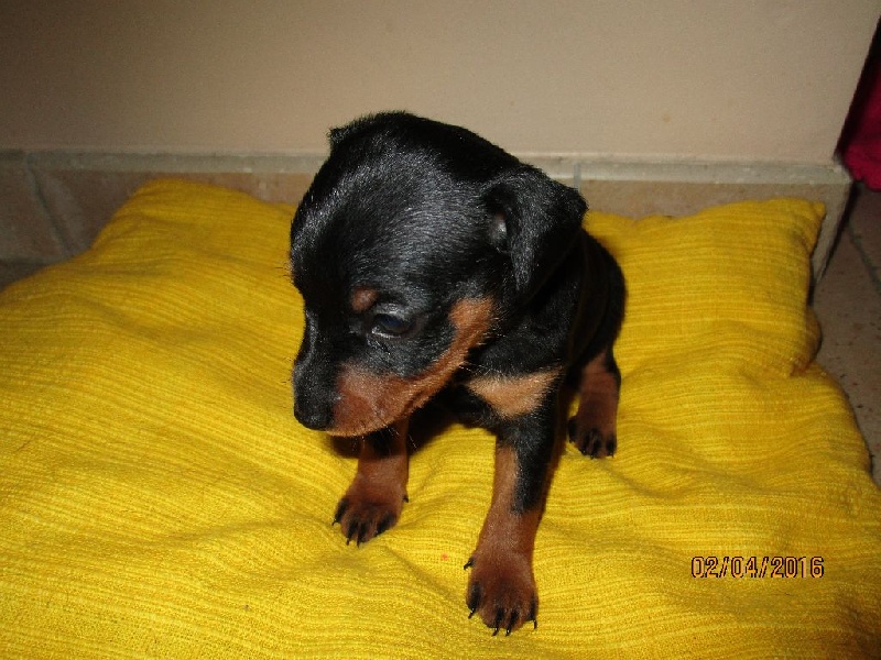 de la digue du Pont Romain - Chiots disponibles - Pinscher nain